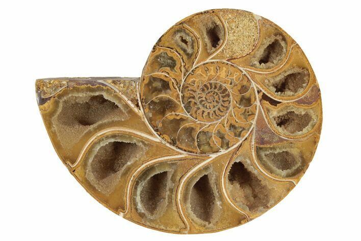 Jurassic Cut & Polished Ammonite Fossil (Half) - Madagascar #229211